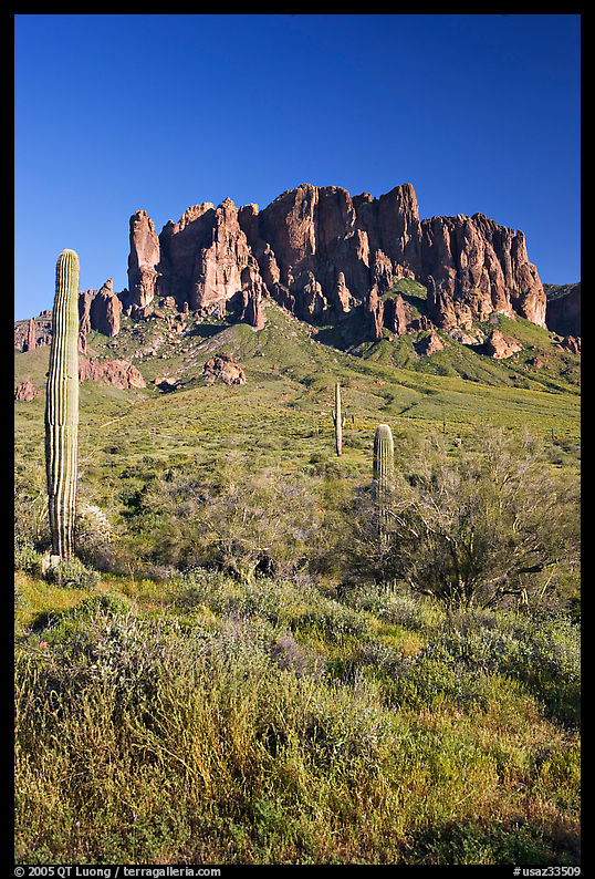 Tall cacti and Superstition Mountains, Lost Dutchman State Park, afternoon. Arizona, USA