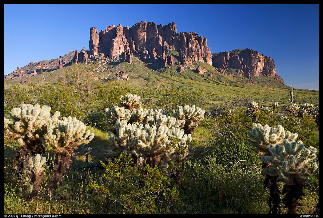 Cholla cacti and Superstition Mountains, Lost Dutchman State Park, afternoon. Arizona, USA