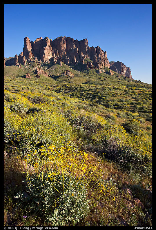 Brittlebush (Encelia farinosa) and craggy mountains, Lost Dutchman State Park, late afternoon. Arizona, USA