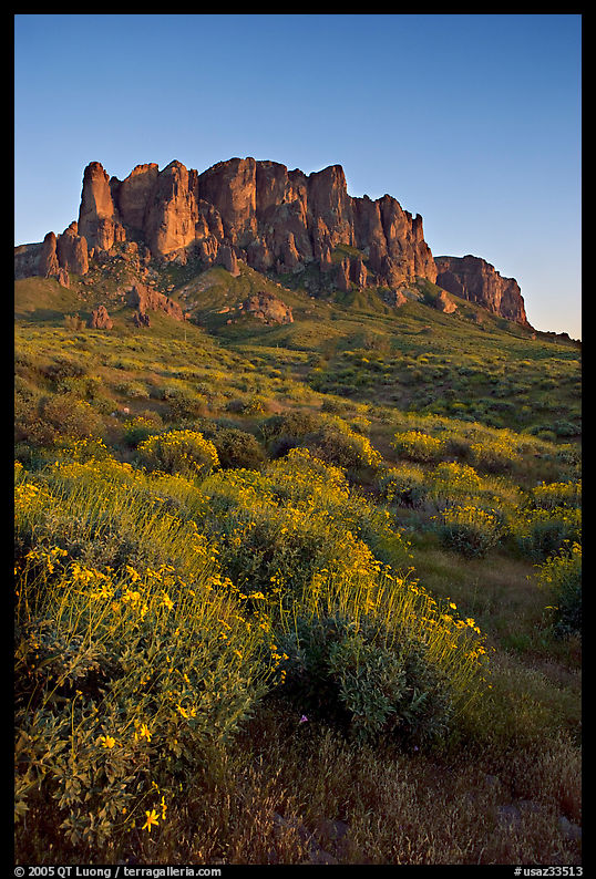 Craggy Superstition Mountains and wildflowers, Lost Dutchman State Park, sunset. Arizona, USA