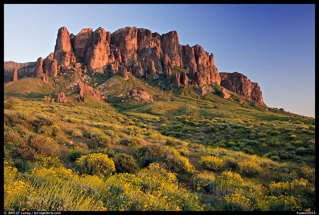 Wildflowers and  Superstition Mountains, Lost Dutchman State Park, sunset. Arizona, USA