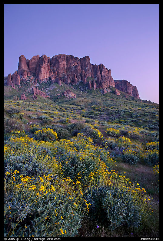 Superstition Mountains and brittlebush, Lost Dutchman State Park, dusk. Arizona, USA