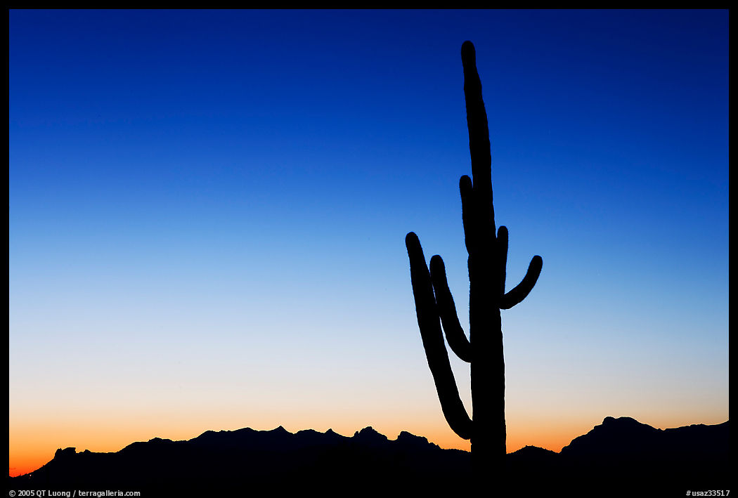 Multi-armed saguaro cactus, sunset, Lost Dutchman State Park. Arizona, USA