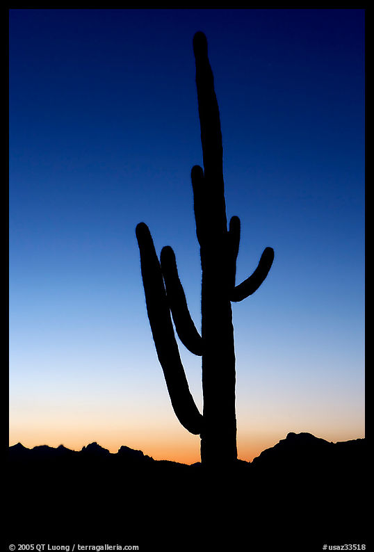 Saguaro cactus silhoueted at sunset, Lost Dutchman State Park. Arizona, USA