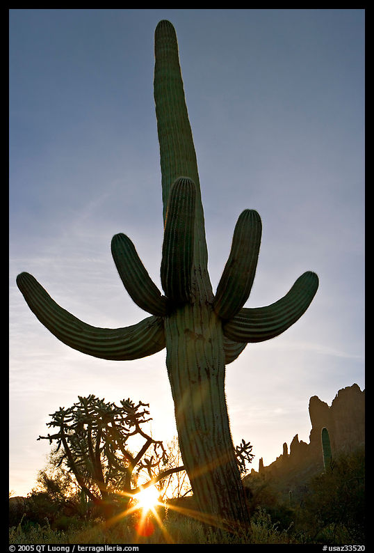 Sun and Saguaro cactus,  sunrise, Lost Dutchman State Park. Arizona, USA