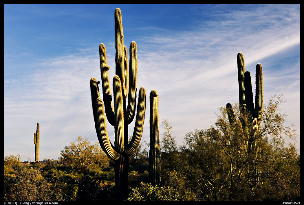 Old saguaro cacti, Lost Dutchman State Park. Arizona, USA