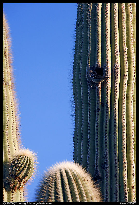 Cactus Wren nesting in a cavity of a saguaro cactus, Lost Dutchman State Park. Arizona, USA