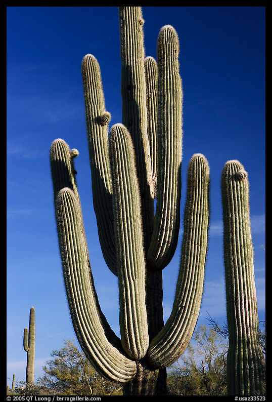 Old saguaro cacti, Lost Dutchman State Park. Arizona, USA
