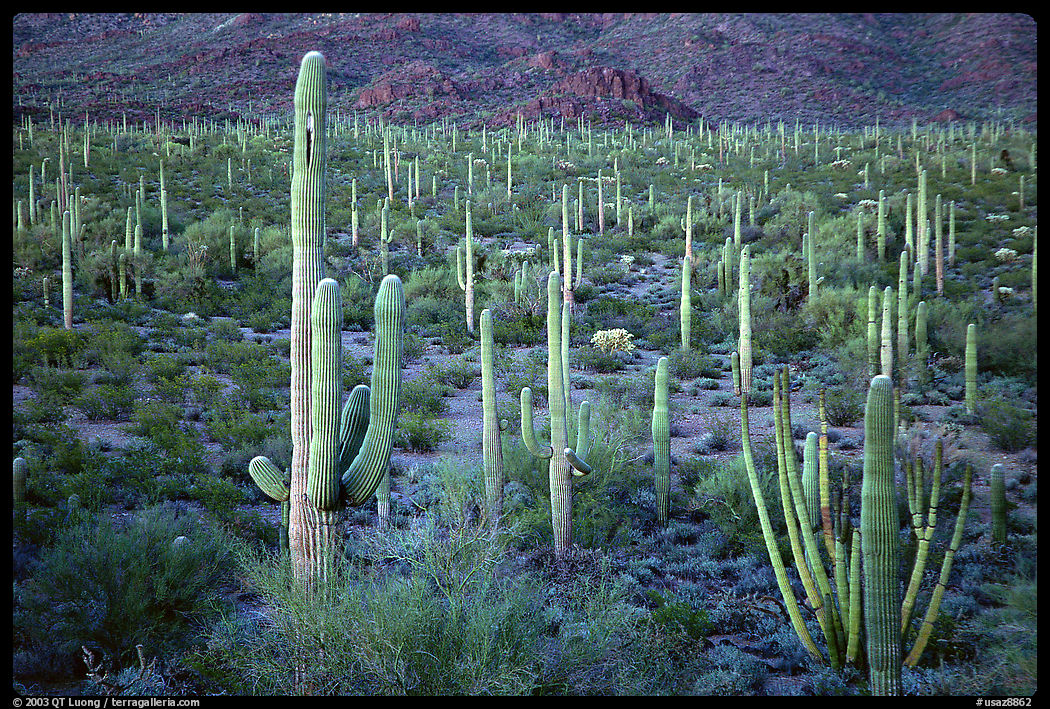 Cacti, Diablo Mountains, dusk. Organ Pipe Cactus  National Monument, Arizona, USA