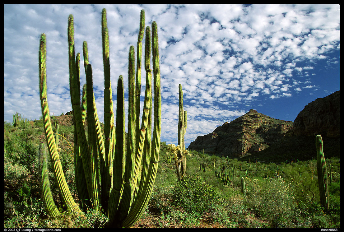 Organ Pipe Cactus (Stenocereus thurberi) and Diablo Mountains. Organ Pipe Cactus  National Monument, Arizona, USA