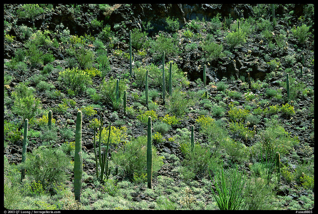 Saguaro Cactus on hillside. Organ Pipe Cactus  National Monument, Arizona, USA