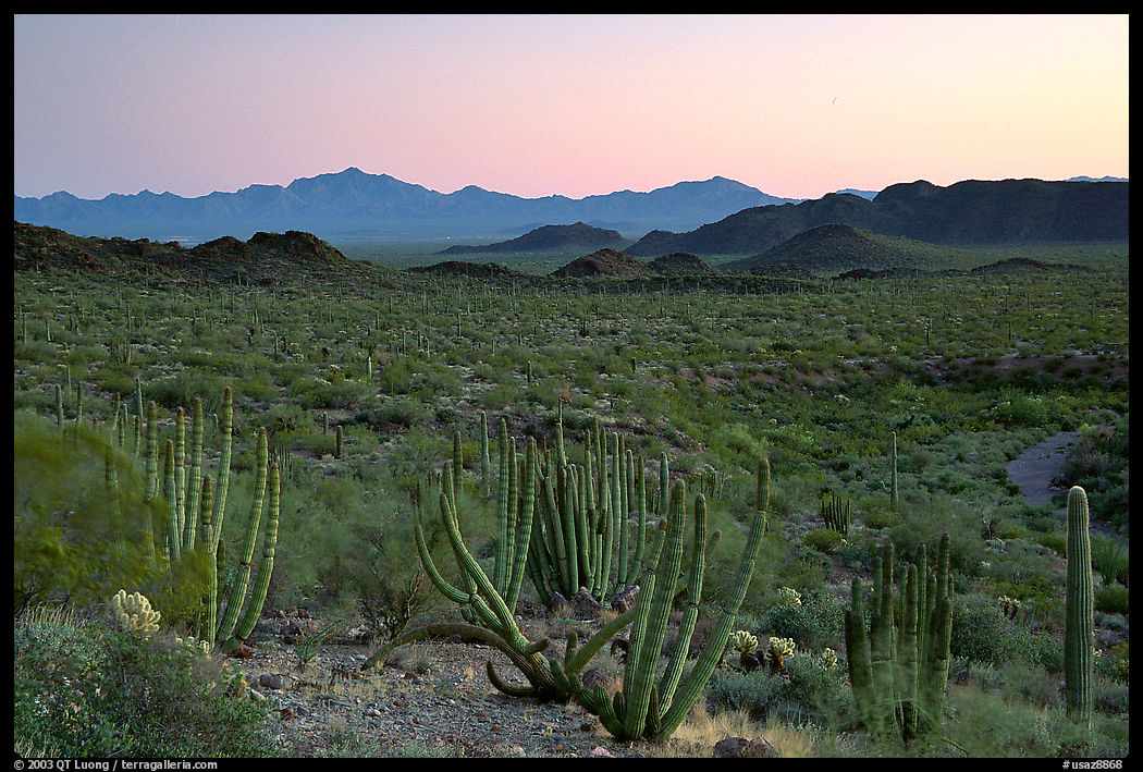 Cactus and Sonoyta Valley, dusk. Organ Pipe Cactus  National Monument, Arizona, USA