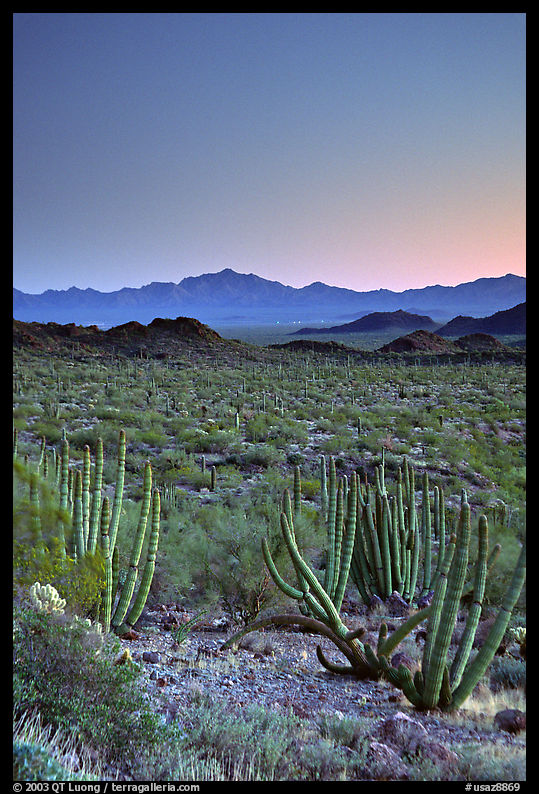 Cactus and Sonoyta Valley, dusk. Organ Pipe Cactus  National Monument, Arizona, USA
