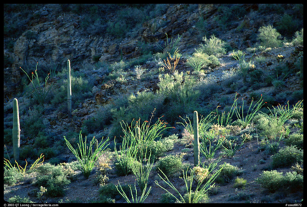 Ocotillo and cactus on a slope. Organ Pipe Cactus  National Monument, Arizona, USA