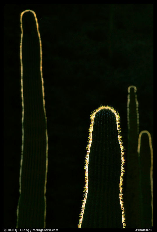 Backlit cactus. Organ Pipe Cactus  National Monument, Arizona, USA
