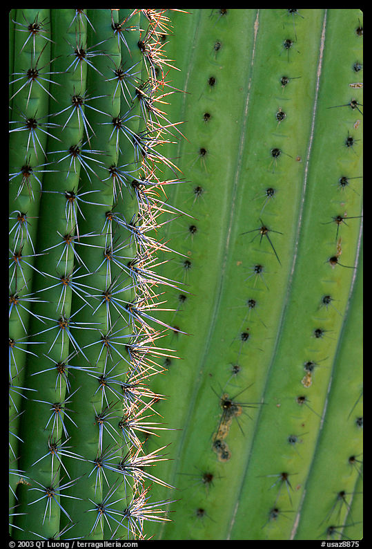 Detail of Organ Pipe Cactus. Organ Pipe Cactus  National Monument, Arizona, USA