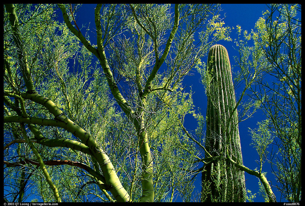 Paloverde and Cactus. Organ Pipe Cactus  National Monument, Arizona, USA