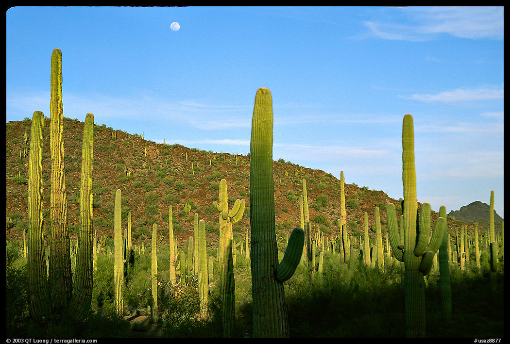 Saguaro cactus and moon. Organ Pipe Cactus  National Monument, Arizona, USA