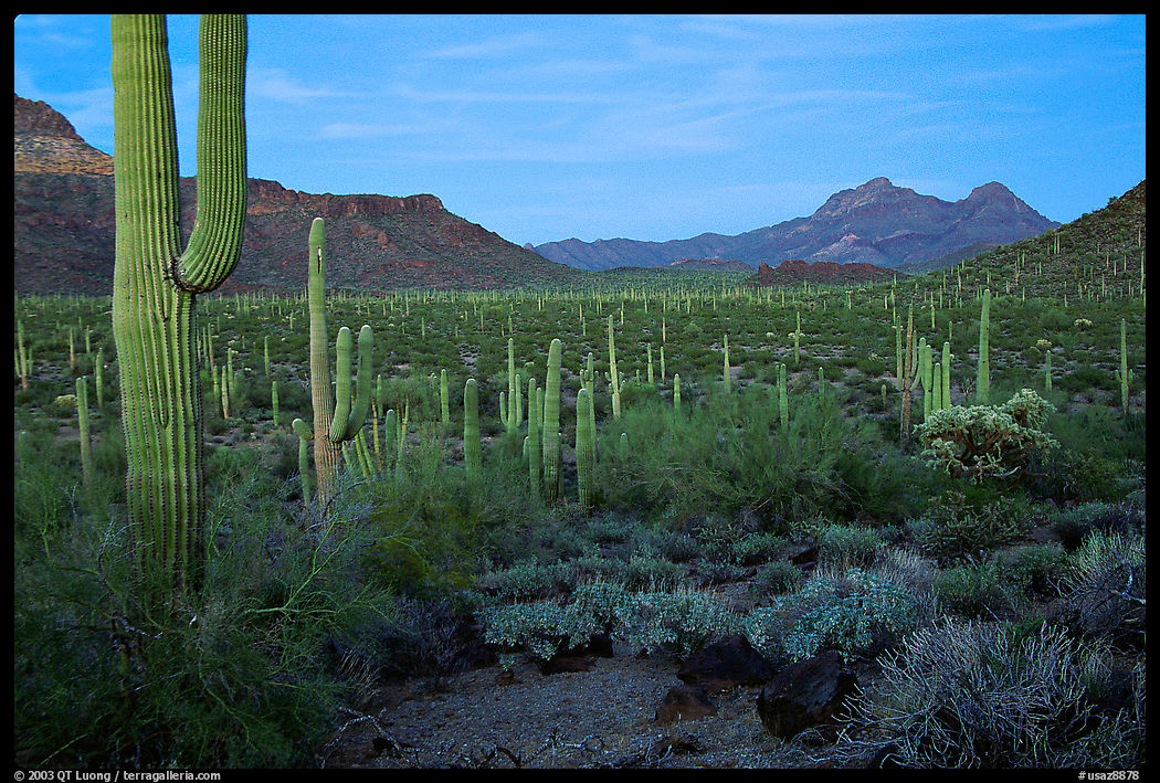 Cacti, Diablo Mountains, dusk. Organ Pipe Cactus  National Monument, Arizona, USA