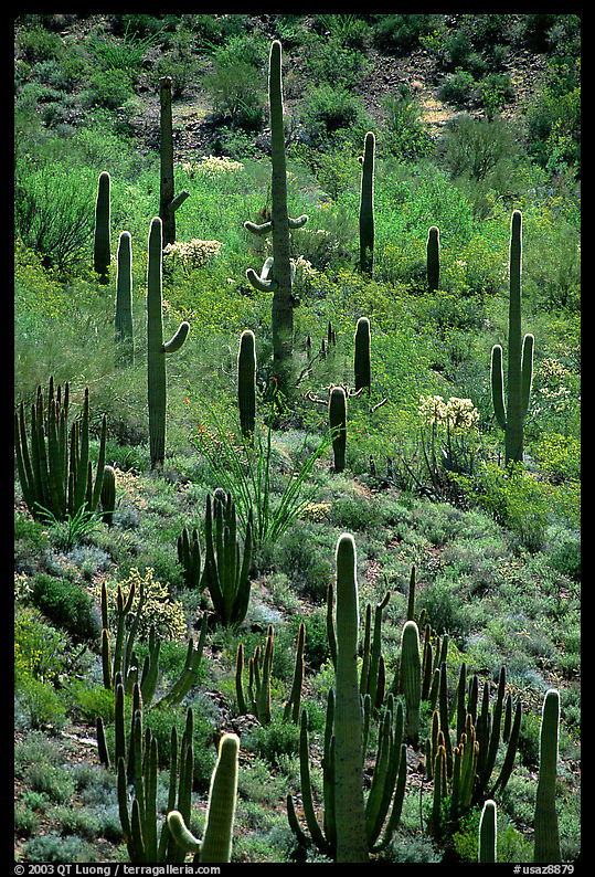 Cactus on hillside. Organ Pipe Cactus  National Monument, Arizona, USA
