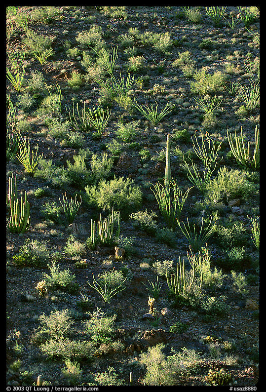 Ocotillo and cactus on a slope. Organ Pipe Cactus  National Monument, Arizona, USA