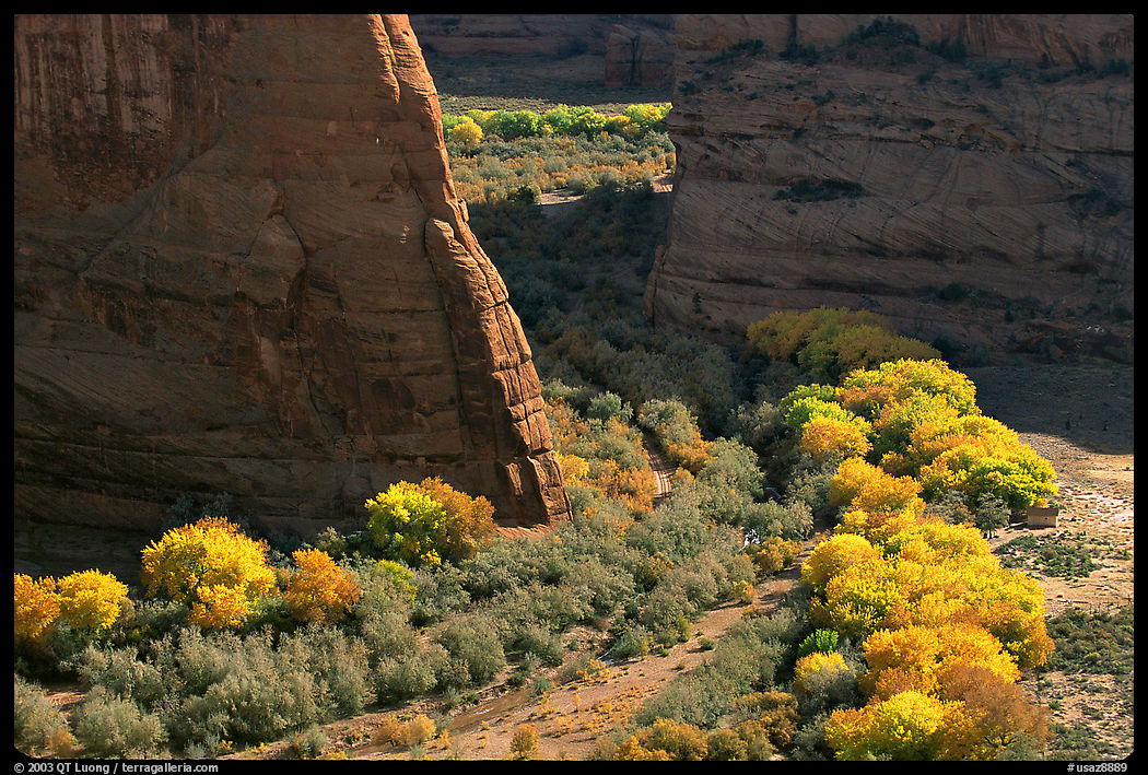 Cottonwoods in fall color and walls, White House Overlook. Canyon de Chelly  National Monument, Arizona, USA