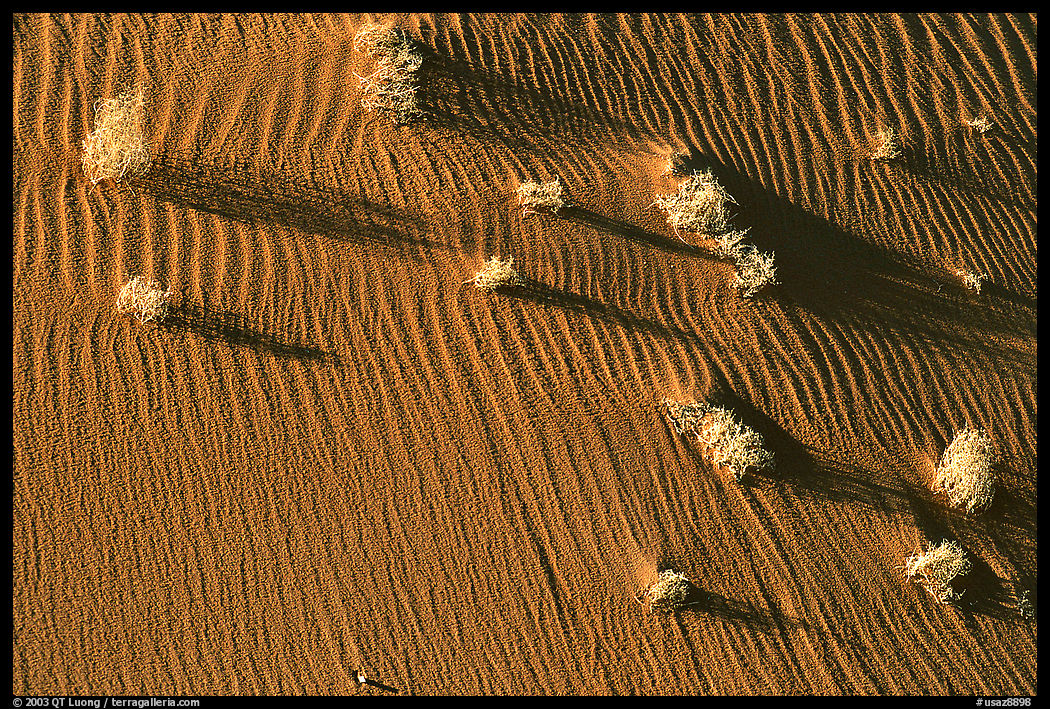 Bushes on sand dune. Canyon de Chelly  National Monument, Arizona, USA
