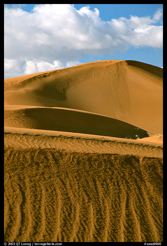 Sand dunes, early morning. Canyon de Chelly  National Monument, Arizona, USA