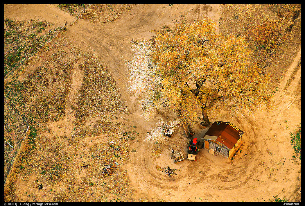 Cotton wood tree and hut. Canyon de Chelly  National Monument, Arizona, USA