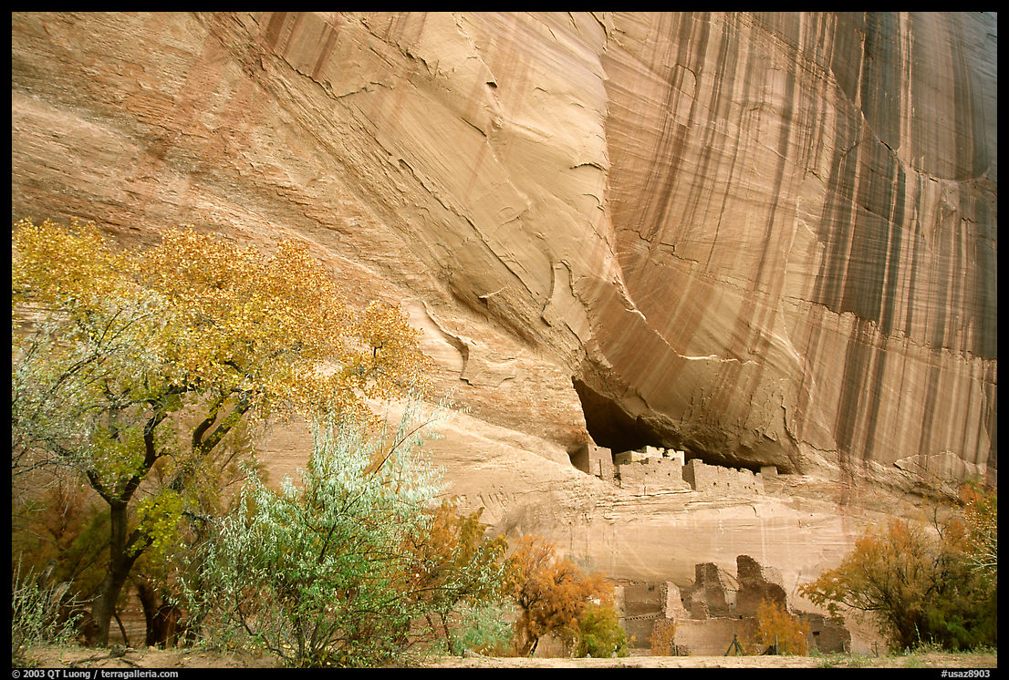 White House Ancestral Pueblan ruins with trees in fall colors. Canyon de Chelly  National Monument, Arizona, USA