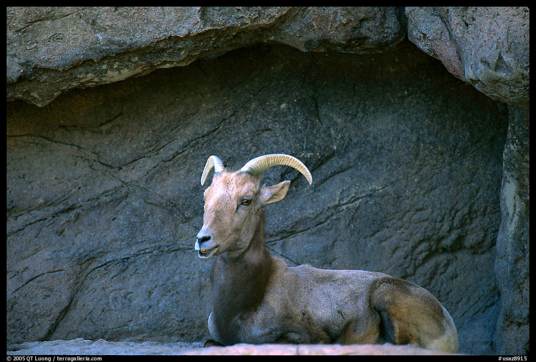Desert Bighorn sheep, Arizona Sonora Desert Museum. Tucson, Arizona, USA