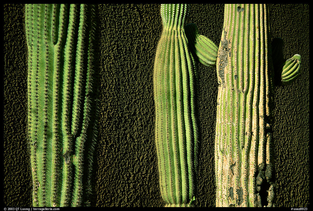 Cactus and wall, Old Tucson Studios. Tucson, Arizona, USA