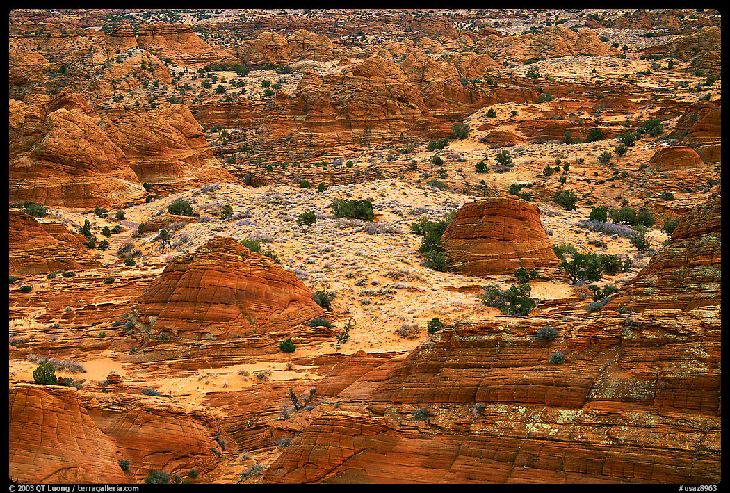 Sandstone mounds. Coyote Buttes, Vermilion cliffs National Monument, Arizona, USA
