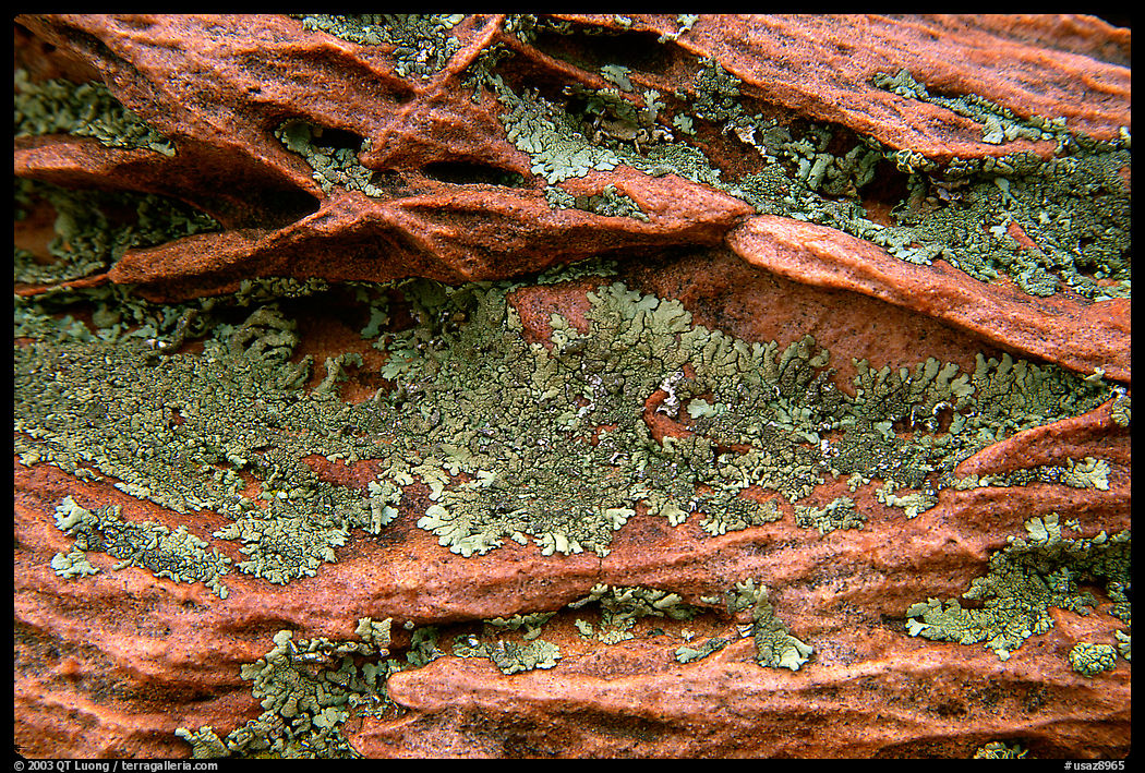 Close up of rock and lichen. Coyote Buttes, Vermilion cliffs National Monument, Arizona, USA