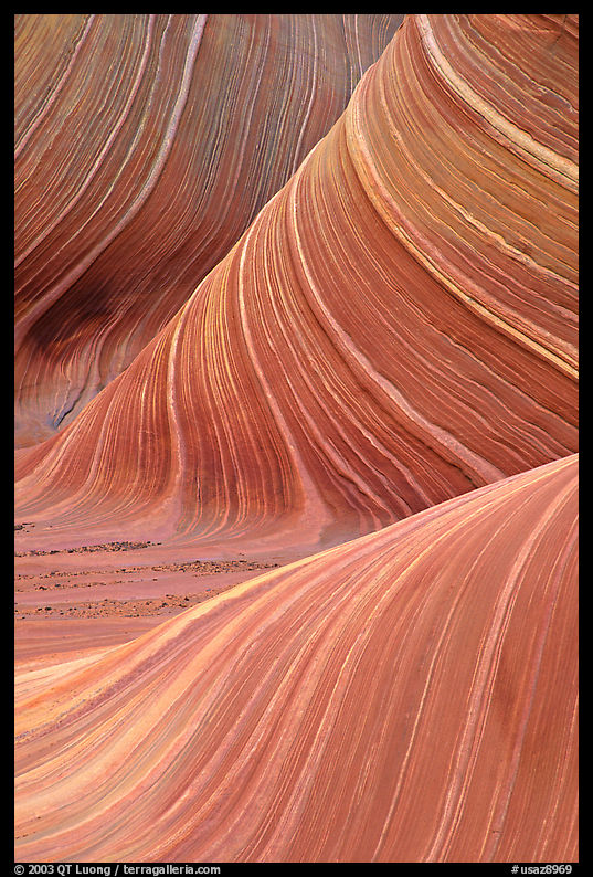 Ondulating rock formation, the Wave. Coyote Buttes, Vermilion cliffs National Monument, Arizona, USA