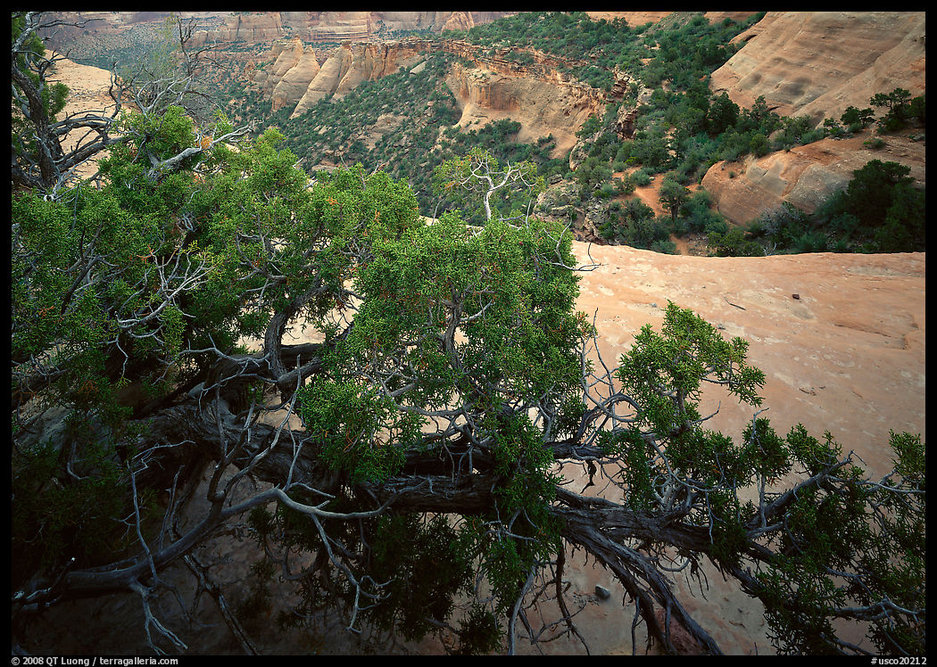 Monument Canyon view, Colorado National Monument. Colorado, USA