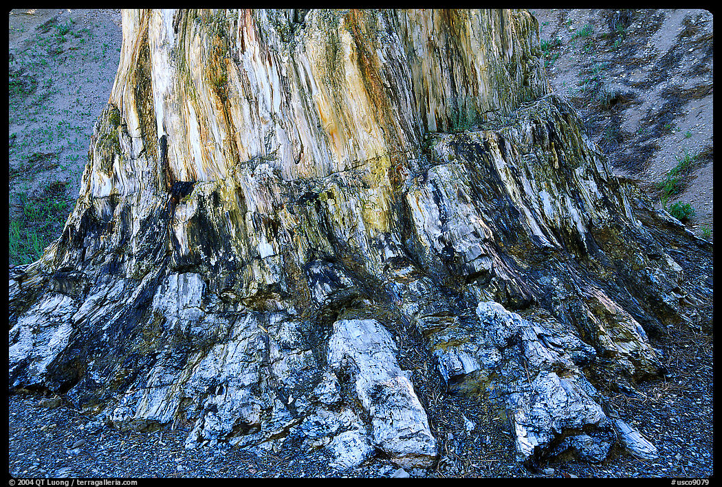 Petrified stump, Florissant Fossil Beds National Monument. Colorado, USA