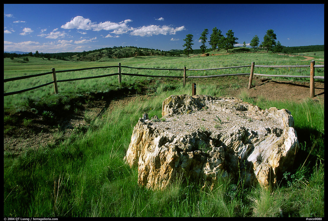 Petrified stump, Florissant Fossil Beds National Monument. Colorado, USA
