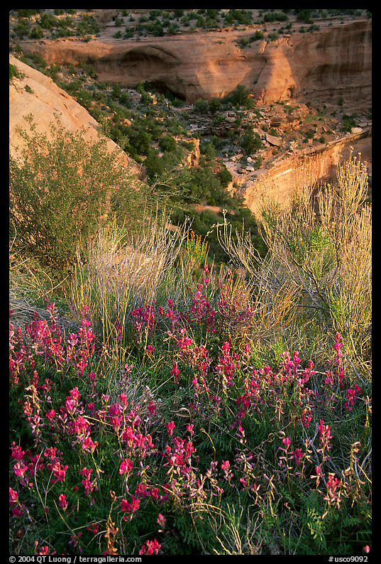 Indian Paintbrush and sandstone cliffs. Colorado, USA