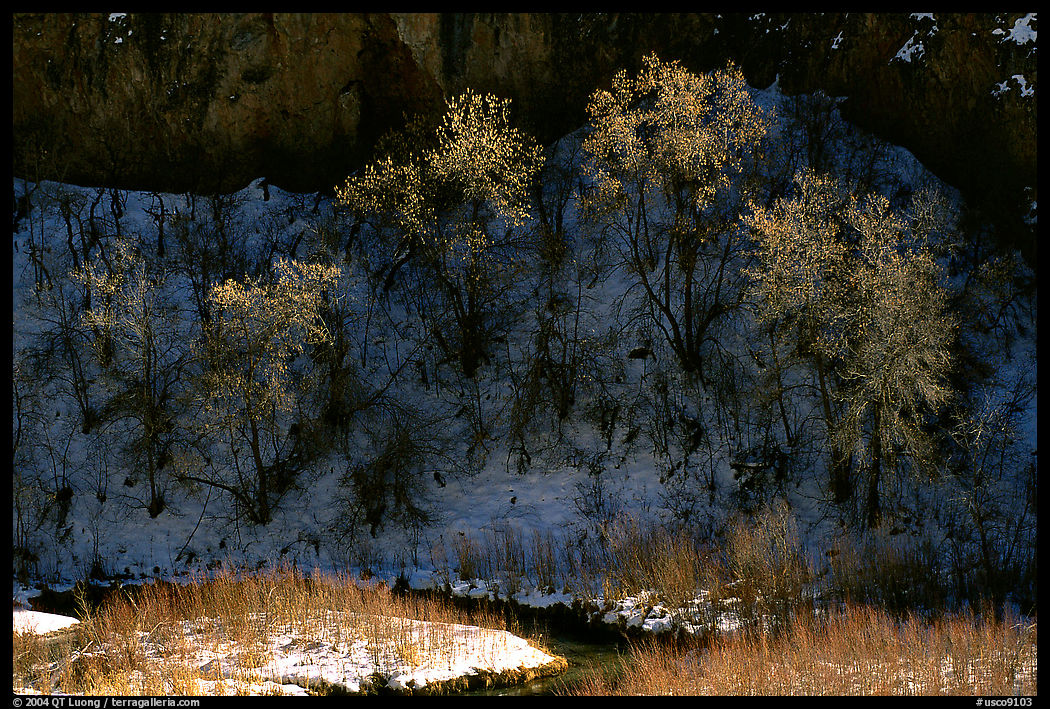 Trees in winter, Riffle Canyon. Colorado, USA