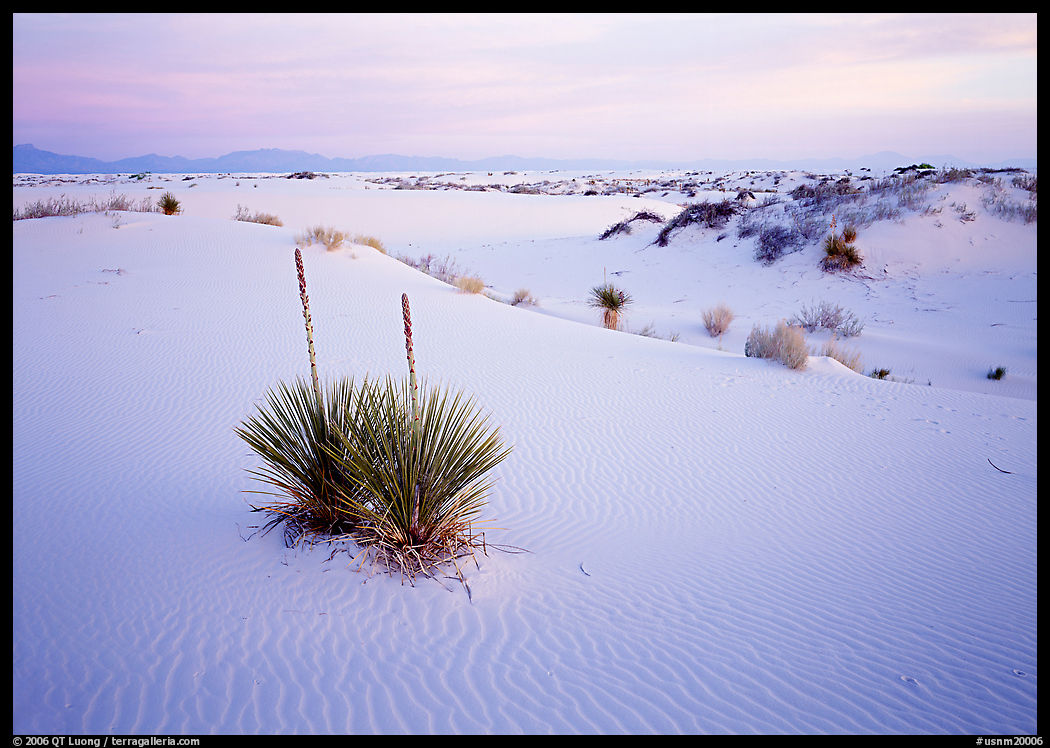Yuccas and gypsum dunes, dawn, White Sands National Monument. New Mexico, USA