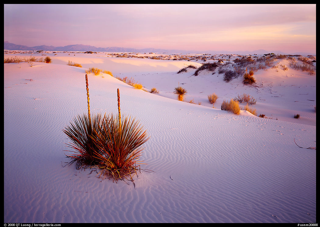 Yucca and white gypsum sand at sunrise, White Sands National Monument. New Mexico, USA