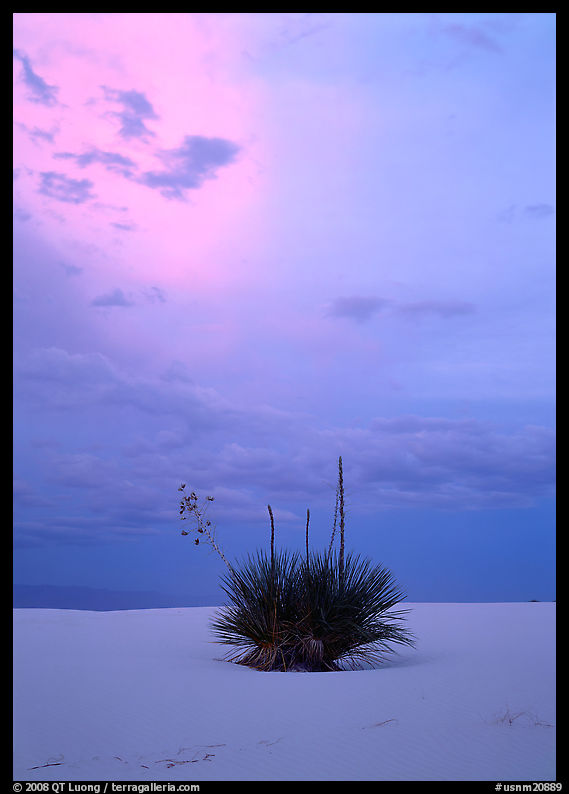 Lone yucca plants at sunset, White Sands National Monument. New Mexico, USA