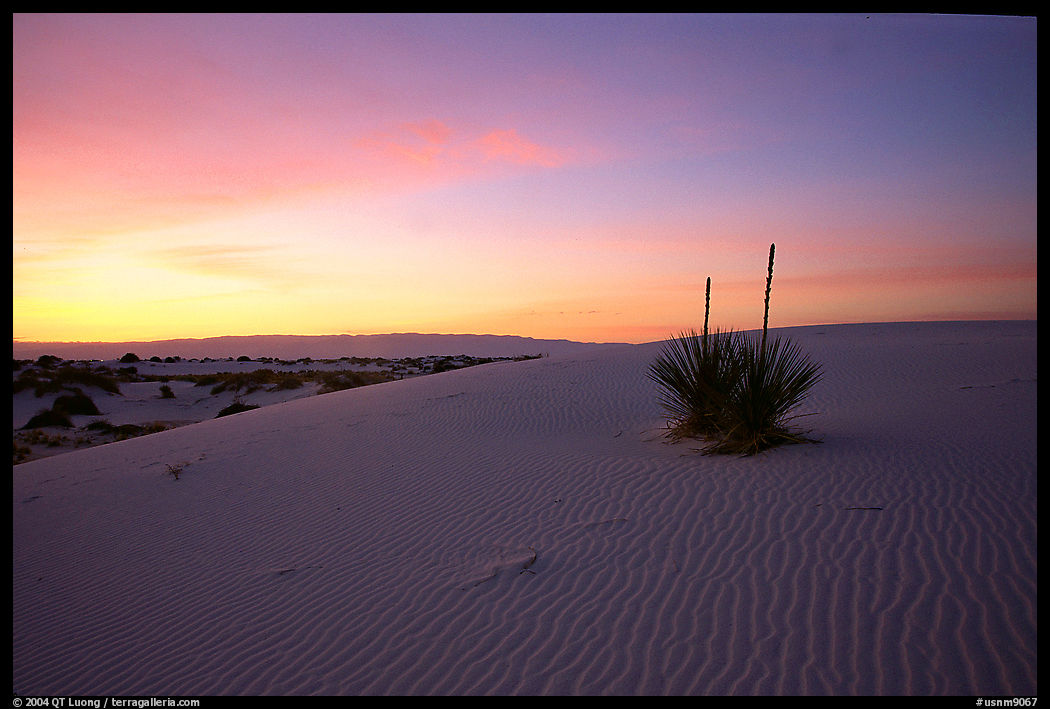 Yucca at sunrise, White Sands National Monument. New Mexico, USA