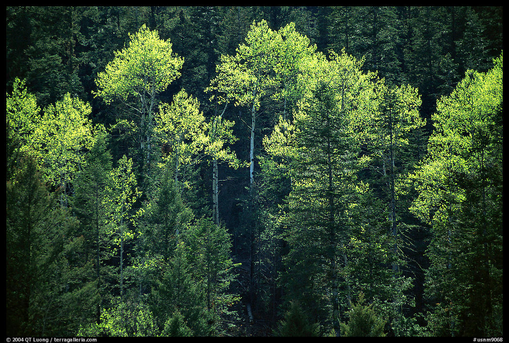 Aspens and conifers in spring. New Mexico, USA