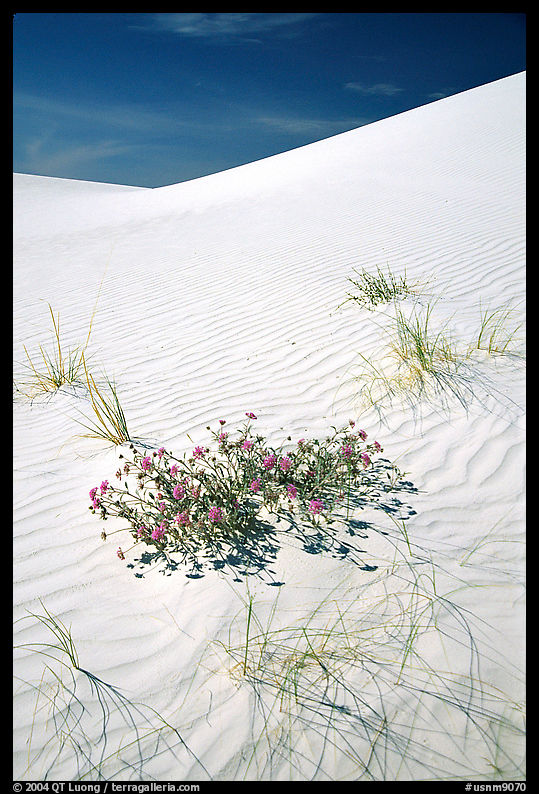 Flowers and dunes, White Sands National Monument. New Mexico, USA