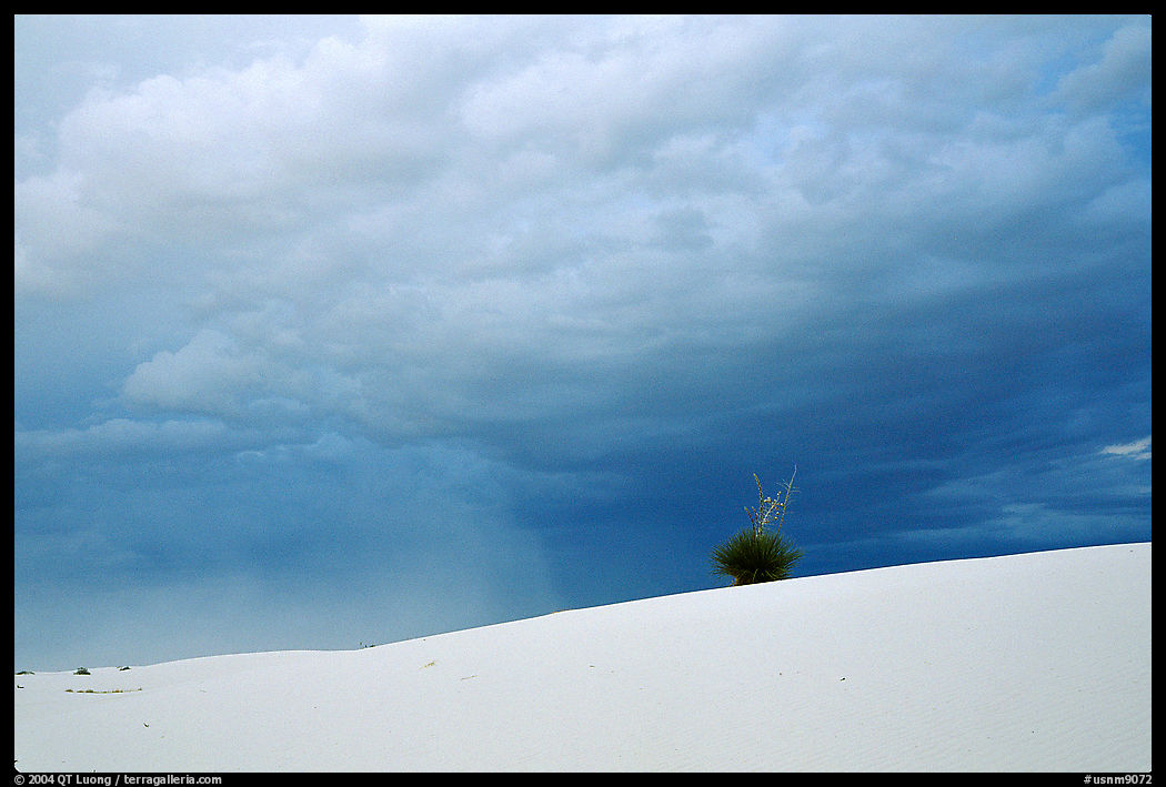 Lone Yucca,  White Sands National Monument. New Mexico, USA