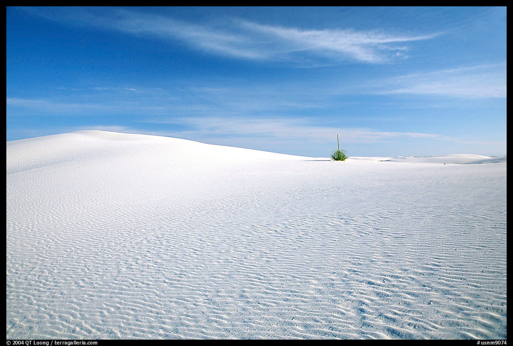 Lone Yucca and white sand dunes, White Sands National Monument. New Mexico, USA