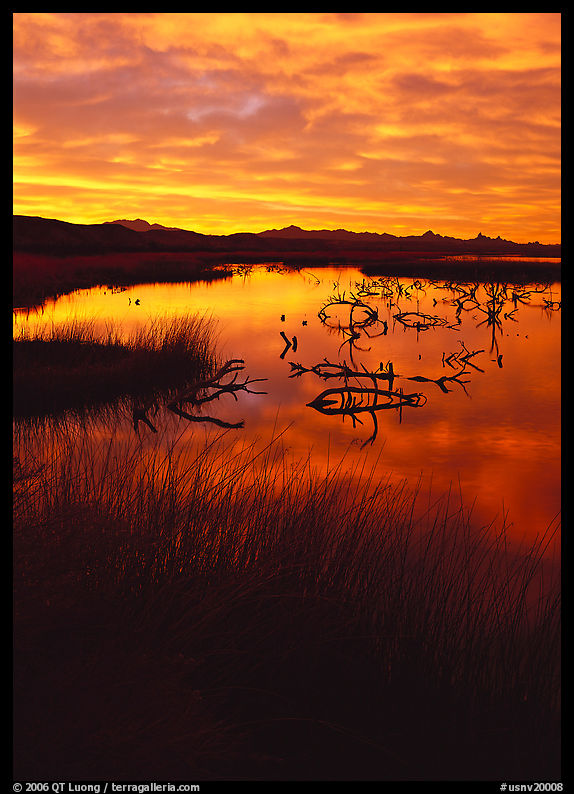 Reeds and branches in marsh, sunrise, Havasu National Wildlife Refuge. Nevada, USA