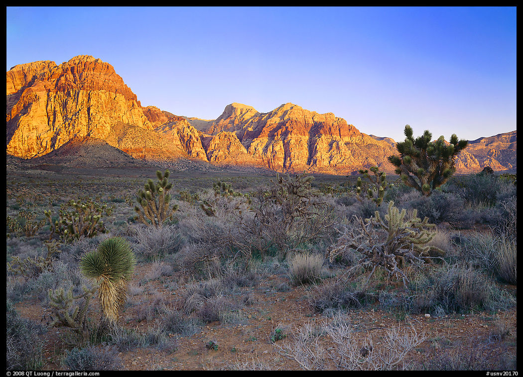 Yuccas and rock walls at sunrise, Red Rock Canyon. Red Rock Canyon, Nevada, USA